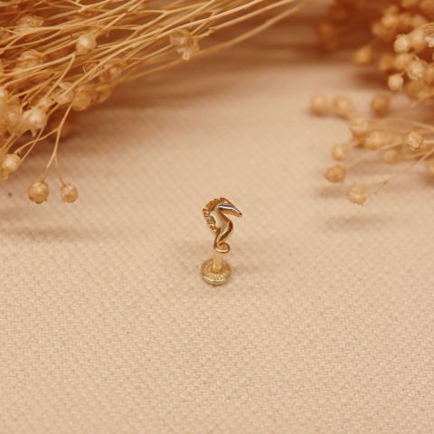 Deniz Atı Tragus