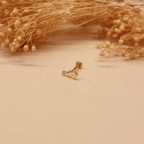 Deniz Atı Tragus
