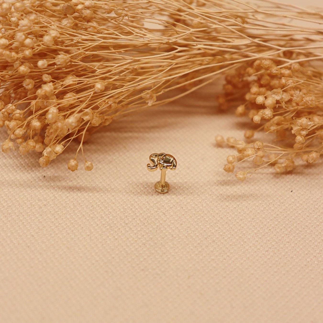Fil Tragus