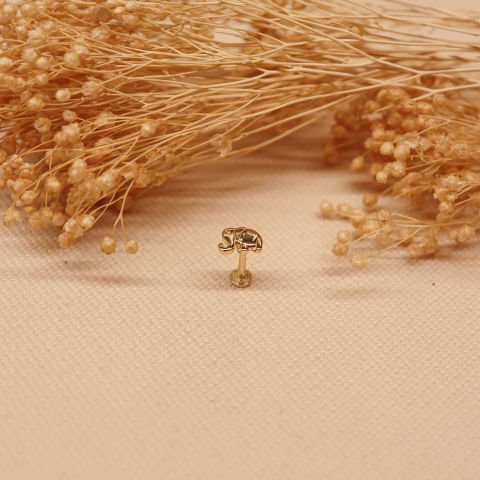 Fil Tragus