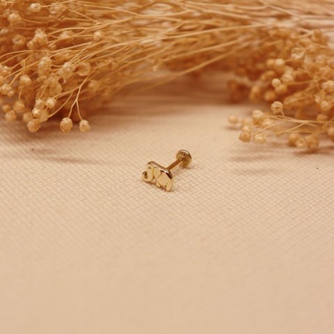 Fil Tragus